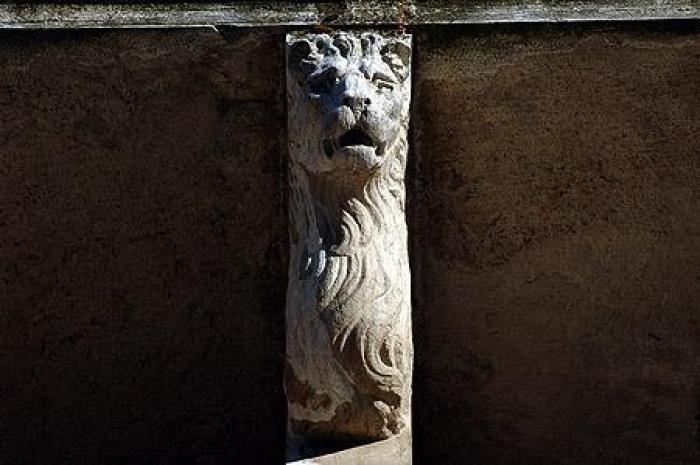 Foto di un particolare di un leone visto di fronte