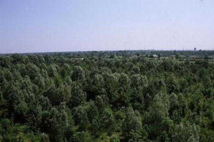 Foto di un particolare del bosco